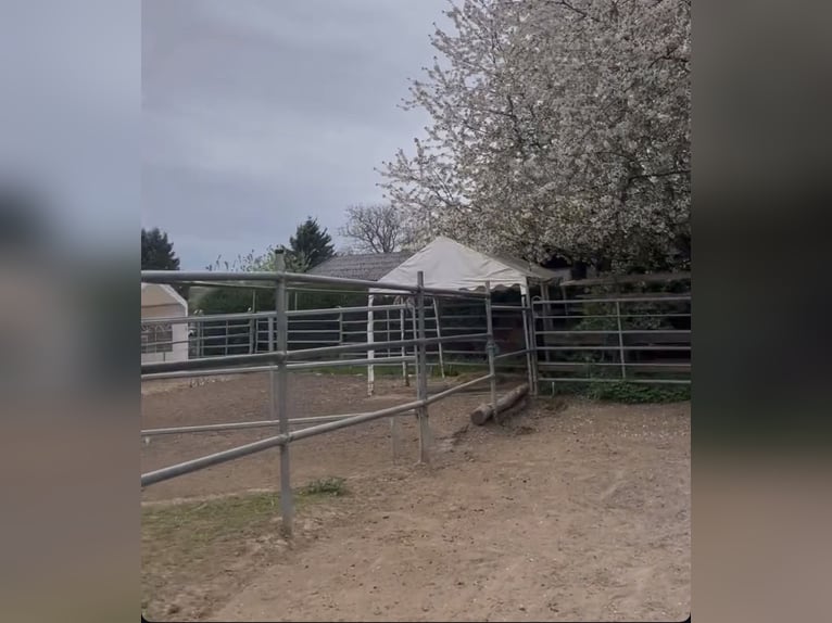 2 wolne boksy w troskliwym, prywatnym stajni