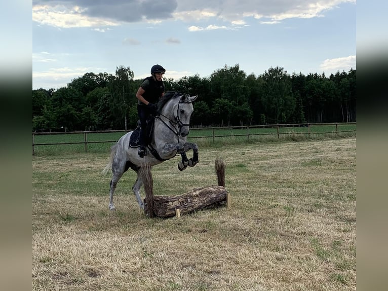 Boxen (-trakt) auf Top Sportanlage zu vermieten