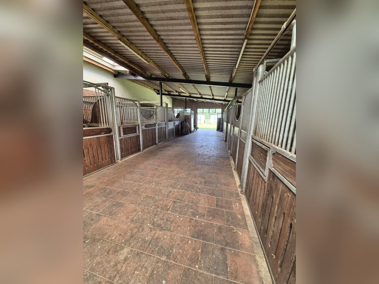 Dostępne boksy (>16 m²) z pełnym wyżywieniem lub w systemie własnego wyżywienia