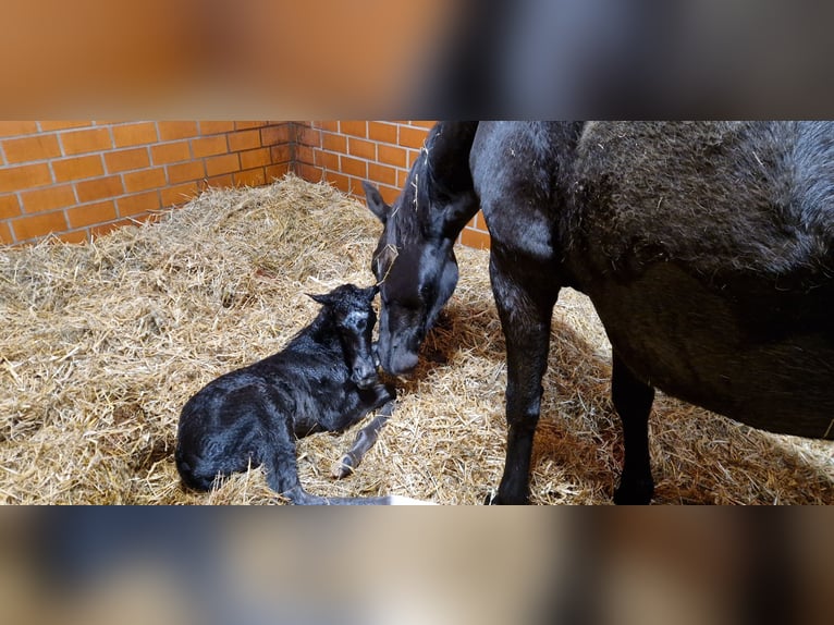 klaczki hodowlane i boksy dla emerytów