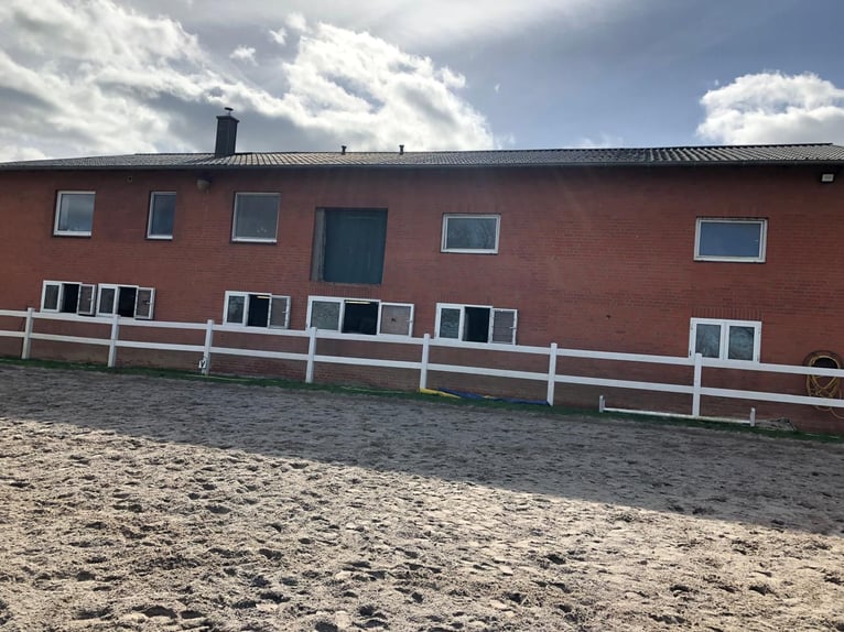 🔥 Miejsce, w którym Twój koń znajdzie spokój – nie tylko schronienie. 🔥