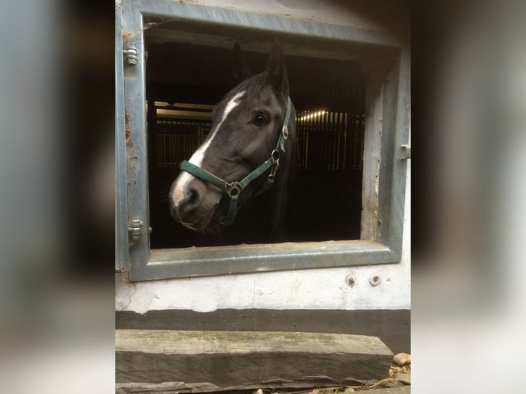 Pferdeboxen direkt am Wald
