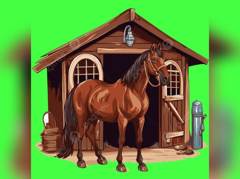 PLZ 49624 * gegen Hilfe *BOX RUNDUM-SORGLOS-PAKET für STUTE / ZUCHTSTUTE /RENTNER