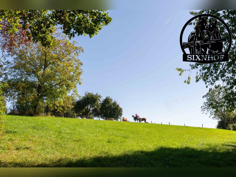 Reitstall, Pferdestall, Stalltrakt, Pferdeboxen, mieten, pachten