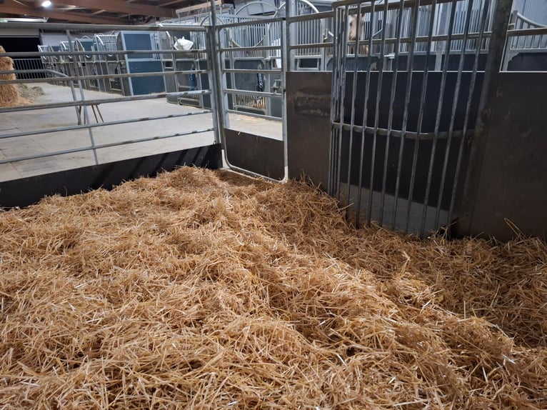 Shettys gesucht - Chaos auf kurzen Beinen willkommen! 