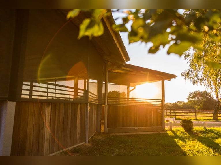 Stado Birkenhof - wolne boksy - odpowiednia opieka nad końmi i profesjonalna jazda szkoleniowa