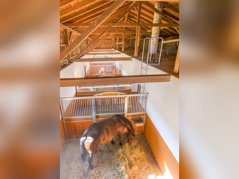 Stado Birkenhof - wolne boksy - odpowiednia opieka nad końmi i profesjonalna jazda szkoleniowa