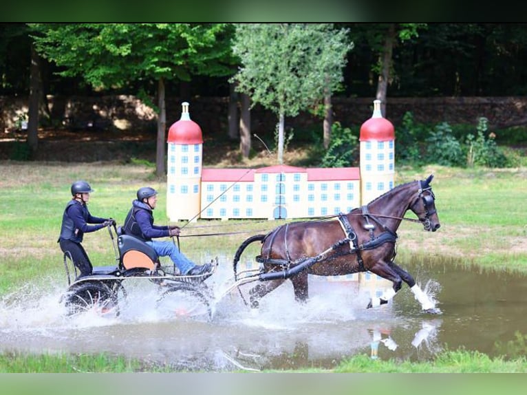 Stajnia Elisenau | Północny Wschód Berlina | Pensjonat dla koni | Szkolenie