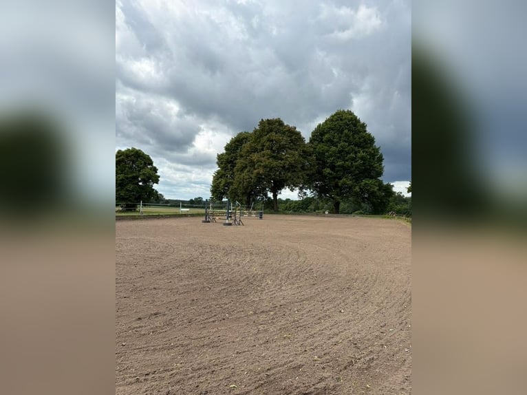 Stajnia skokowa ma wolne boksy