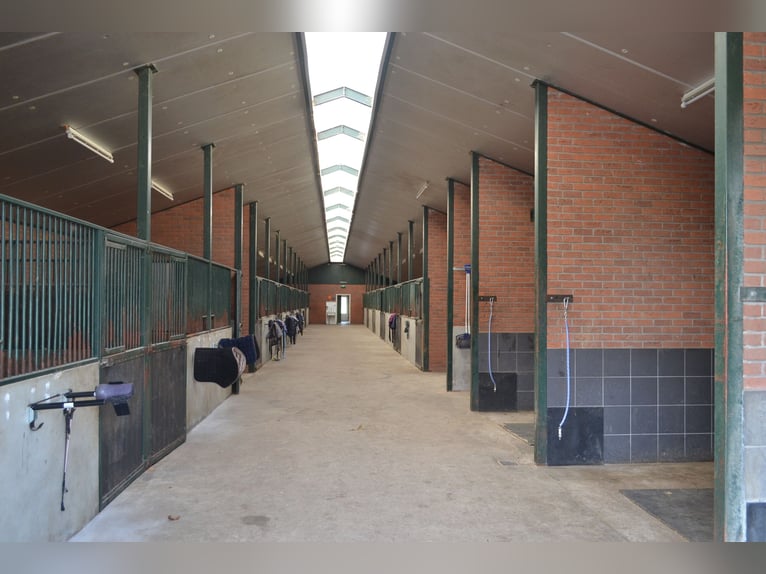 Te huur aangeboden een professionele paarden manege/complex/stallen