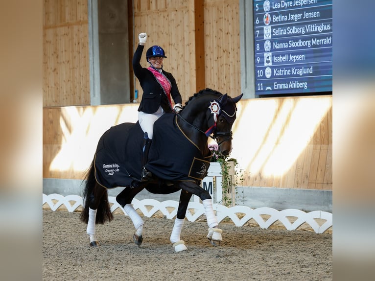 Wir briengen hochwertige Pferde mit Reitern und Profis auf der ganzen Welt zusammen!
