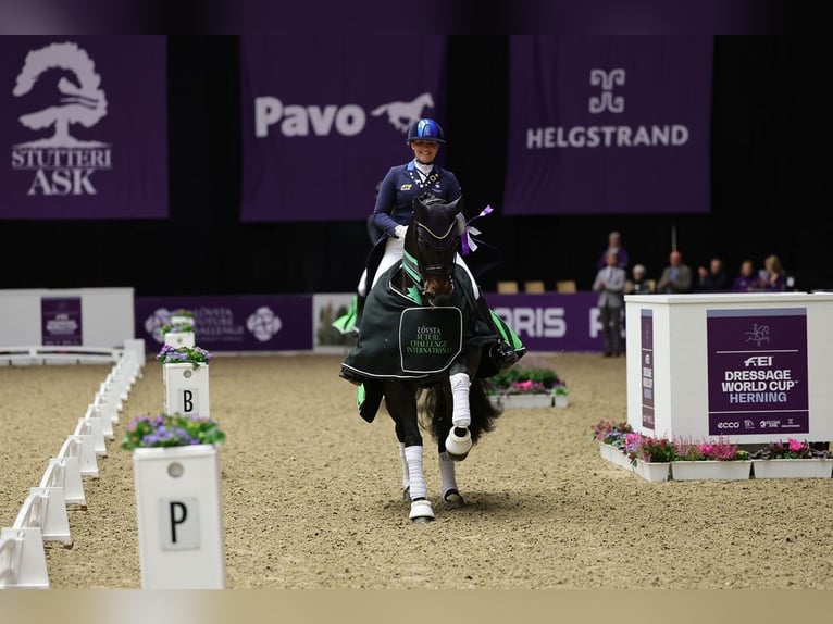 Wir bringen hochwertige Pferde mit Reitern und Profis auf der ganzen Welt zusammen!