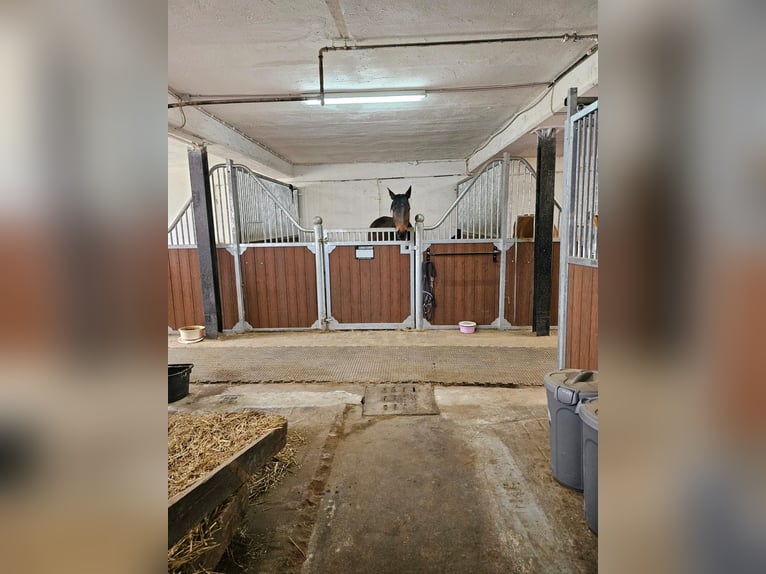 Wolne boksy dla koni