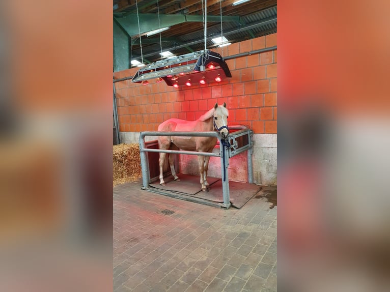 Wolne boksy dla koni na gospodarstwie Braaklander w Neerstedt!