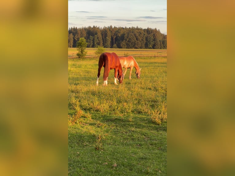 Wolne boksy dla koni, na południe od Monachium, boksy dla koni, stajnia jeździecka