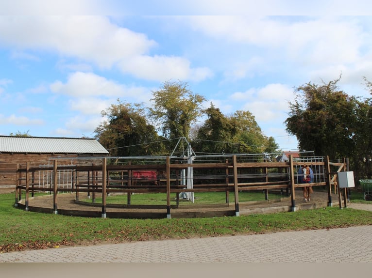 Wolne boksy i boksy z wybiegiem