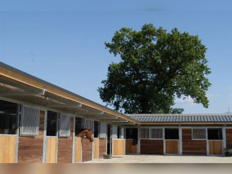 Wolne boksy i boksy z wybiegiem na pięknej stadninie