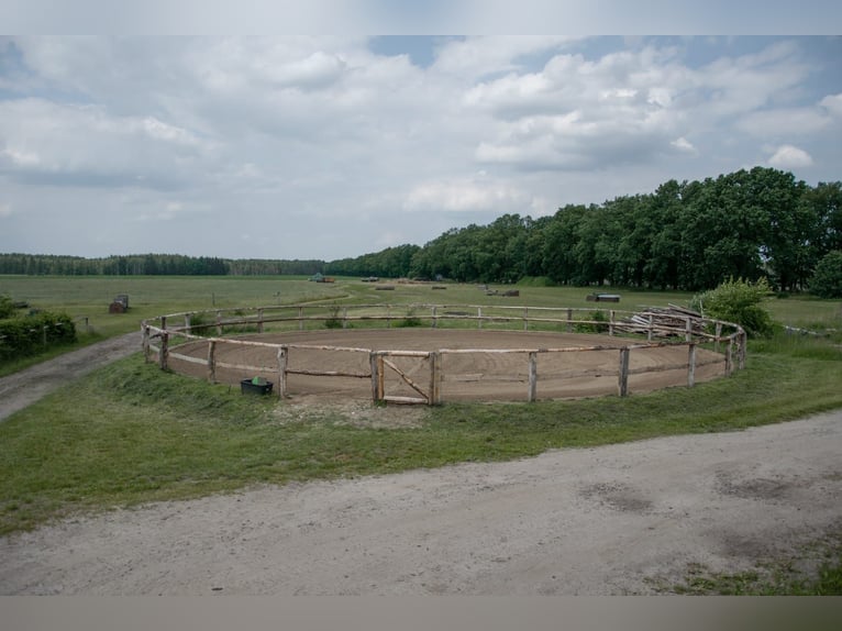 Wolne boksy!