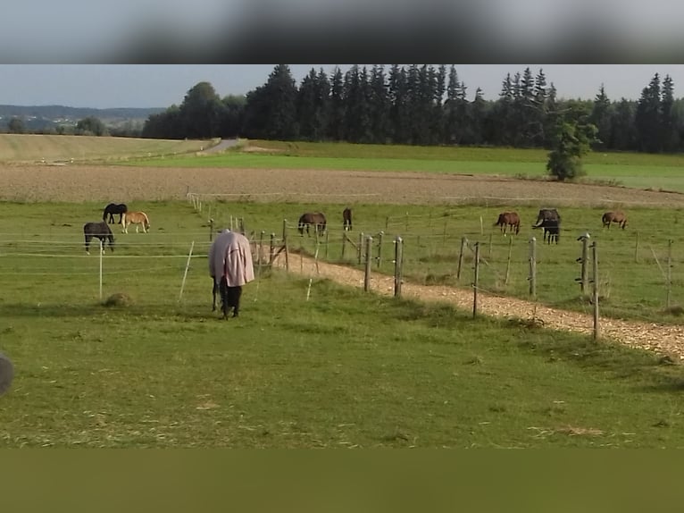 Wolne duże boksy wewnętrzne (4x4 m) od 400 € (codzienna dostępność pastwiska lub paddocku do 8 godzi