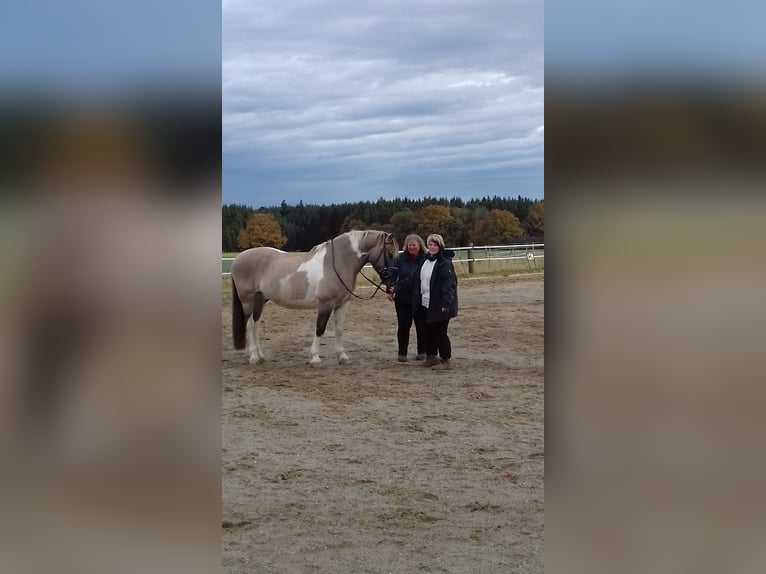 Wolne duże boksy wewnętrzne (4x4 m) od 400 € (codzienna dostępność pastwiska lub paddocku do 8 godzi
