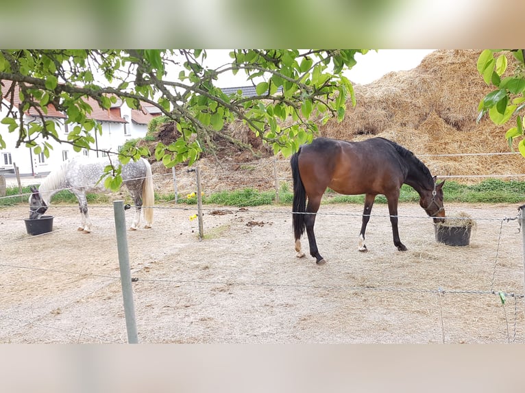Wolne duże boksy wewnętrzne (4x4 m) od 400 € (codzienna dostępność pastwiska lub paddocku do 8 godzi