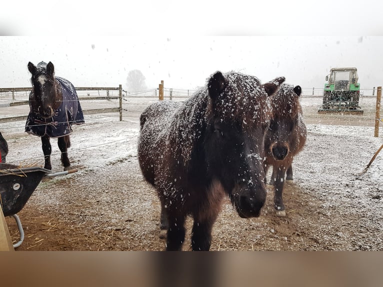 Wolne duże boksy wewnętrzne (4x4 m) od 400 € (codzienna dostępność pastwiska lub paddocku do 8 godzi