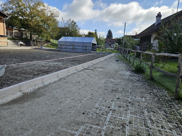 XXL Boxe in 9517 Mettlen