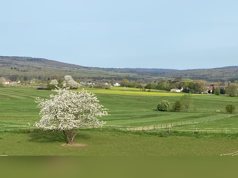 Aufzuchtplatz für einjährige Stute – Weidesaison 2025 im Vogelsberg