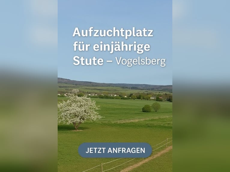 Aufzuchtplatz für einjährige Stute – Weidesaison 2025 im Vogelsberg