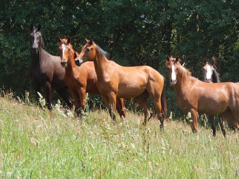 Dostępne wybiegi i boksy dla młodych koni (ogierów i klaczy)