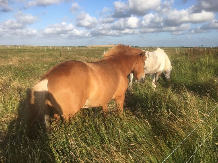 (Kur)Weideplatz auf der Nordseeinsel Langeoog