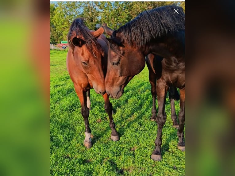 Letnia pastwiska bezpośrednio nad Morzem Północnym, Kurplatz