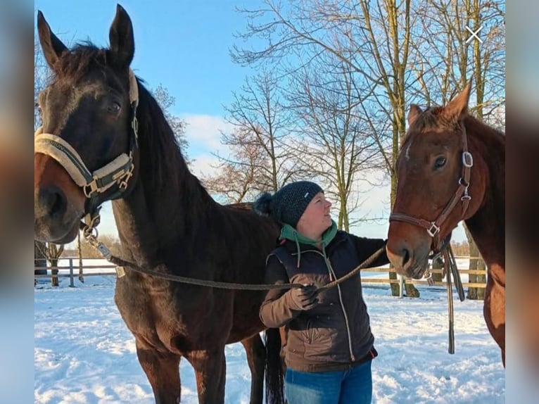Letnia pastwiska bezpośrednio nad Morzem Północnym, Kurplatz