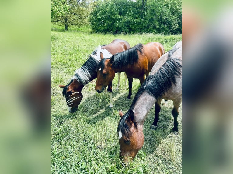 Pastwisko dostępne 24/7 oraz boks wewnętrzny dla Quarter Horse lub ponownego konia