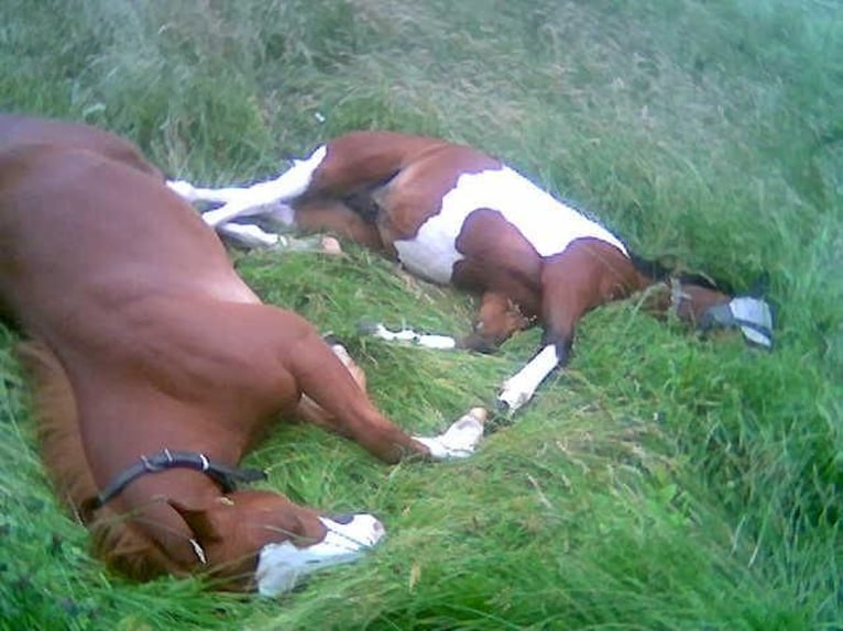 Pastwisko dostępne 24/7 oraz boks wewnętrzny dla Quarter Horse lub ponownego konia