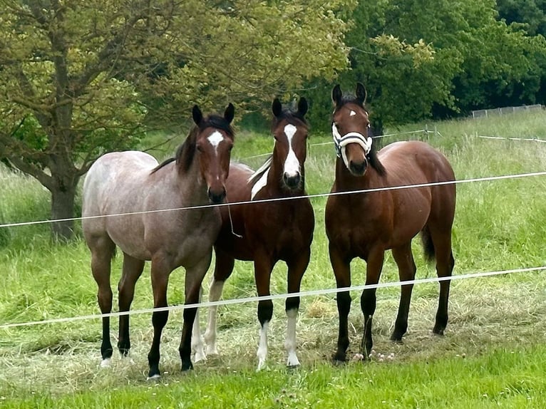 Pastwisko dostępne 24/7 oraz boks wewnętrzny dla Quarter Horse lub ponownego konia