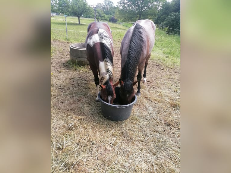 Pastwisko dostępne 24/7 oraz boks wewnętrzny dla Quarter Horse lub ponownego konia