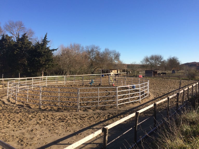 Pension chevaux – Bien-être et nature à la frontière de l’Aude et de l’Ariège   Pension chevaux – Bien-être et nature à la frontière de l’Aude et de l’Ariège