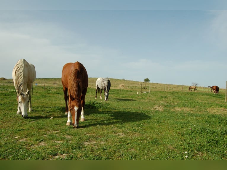 Pension chevaux – Bien-être et nature à la frontière de l’Aude et de l’Ariège   Pension chevaux – Bien-être et nature à la frontière de l’Aude et de l’Ariège