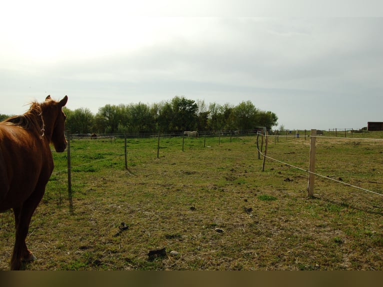 Pension chevaux – Bien-être et nature à la frontière de l’Aude et de l’Ariège   Pension chevaux – Bien-être et nature à la frontière de l’Aude et de l’Ariège