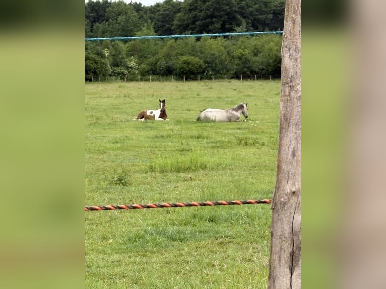 Pension près  Pension près