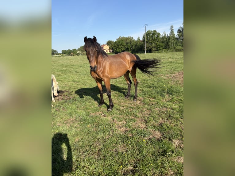 Pension près  Pension près