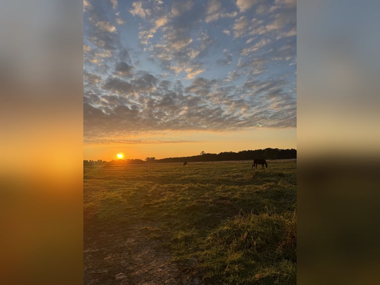 Plac konkursowy bezpośrednio nad Morzem Północnym