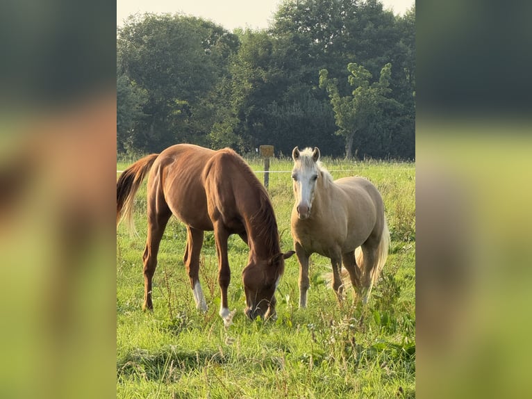 Plac konkursowy bezpośrednio nad Morzem Północnym