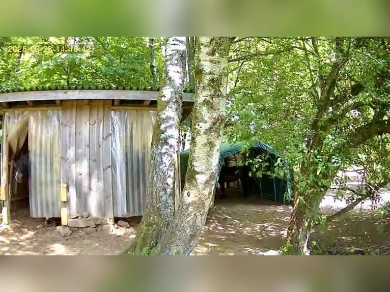 Półkotna/ miejsce na pastwisku