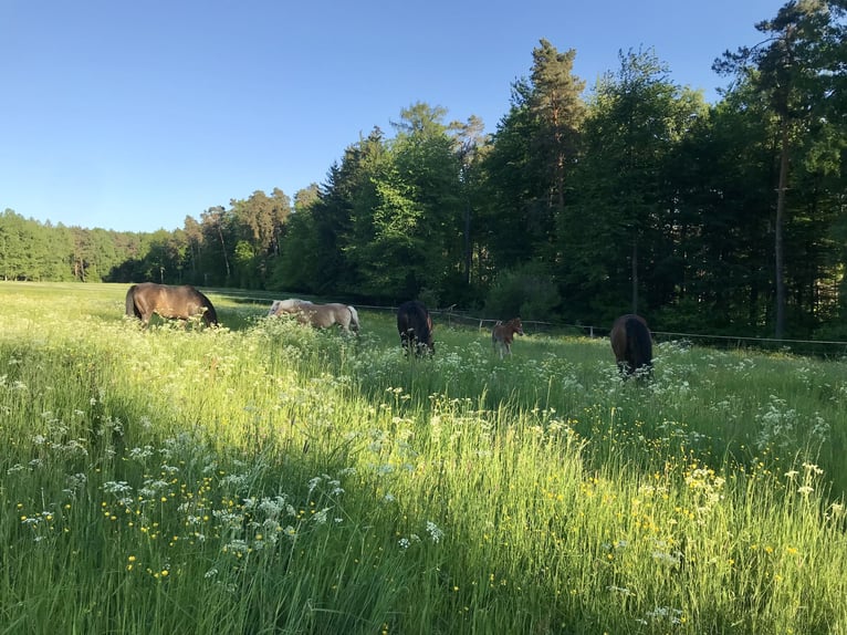 Półkotna/ miejsce na pastwisku