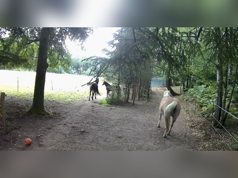 Półotwarta stajnia / miejsce na pastwisku lub wybiegu