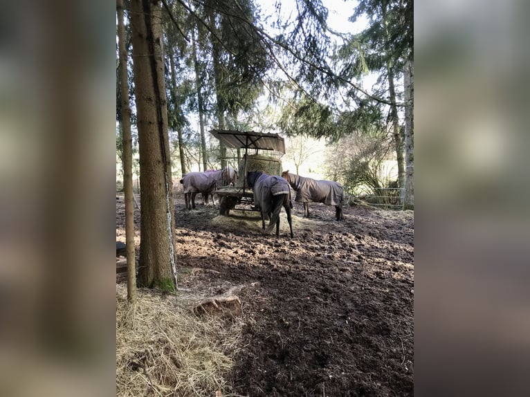 Półotwarta stajnia / miejsce na pastwisku lub wybiegu