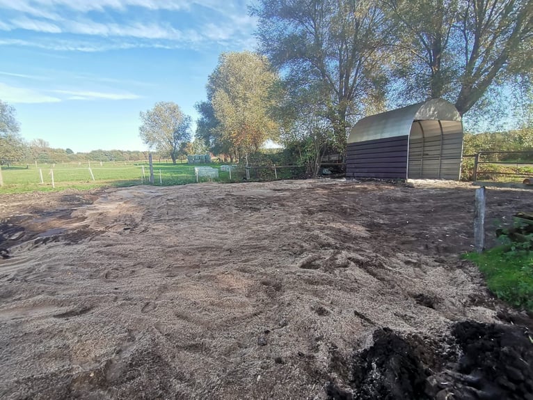 Wiese Weideplatz Rentnerwiese Pony Ganzjahreswiese