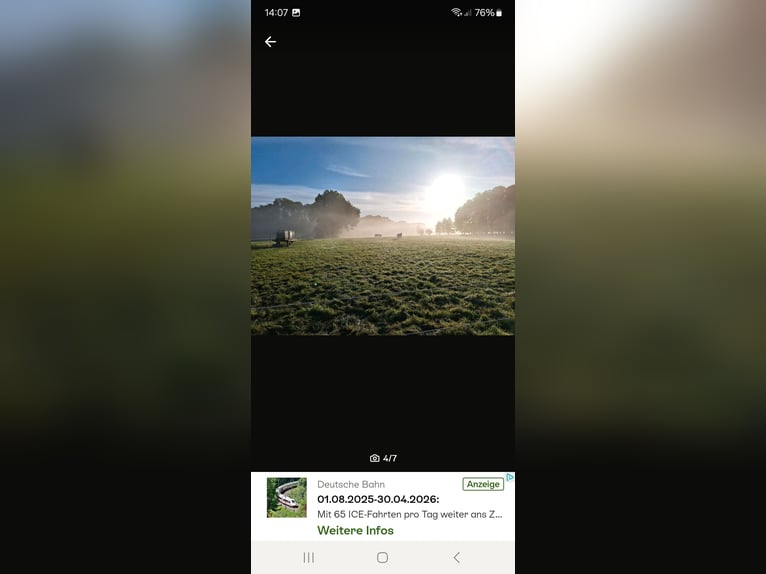 Aufzuchtplatz Junghengstaufzucht Wallach Jungpferde Islandpferd